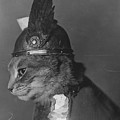 Brunnhilde the Cat