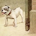 My Dog, Outside