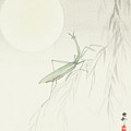 Praying mantis